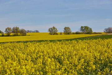 Obraz premium Rapsfeld in der Soester Börde, Kreis Soest, 2023