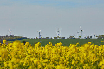 Rapsfeld in der Soester B&ouml;rde, Kreis Soest, 2023
