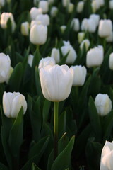 A field of white tulips with the word tulips on the top. Emirgan Grove Istanbul.