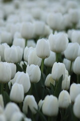 A field of white tulips with the word tulips on the top. Emirgan Grove Istanbul.