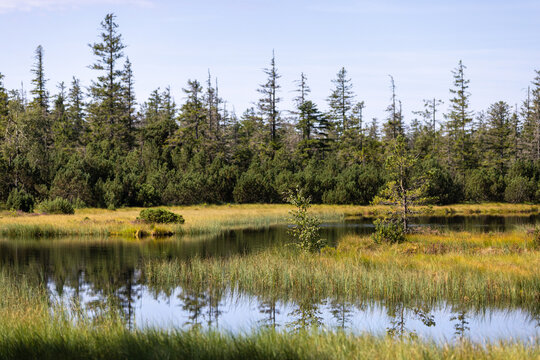 Hochmoor Kaltenbronn Hohlohsee