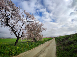 Camino con almendros