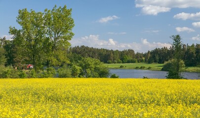 Field of rapeseed canola or colza Brassica napus - 754821680