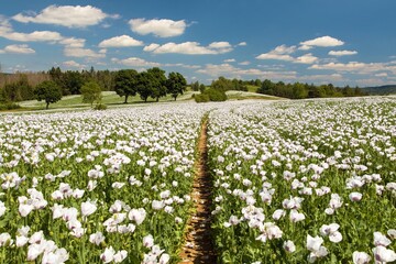 Flowering opium poppy field with pathway - 754821801