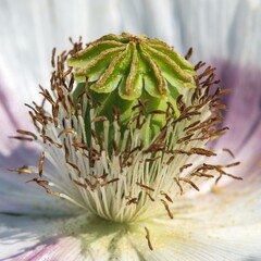 white opium poppy flower, in latin papaver somniferum - 754821810