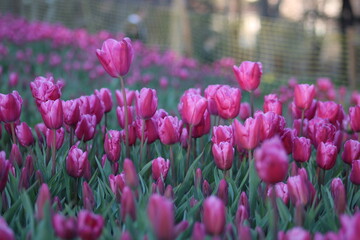 Obraz premium A field of purple tulips with the word tulips on the top. Emirgan Grove Istanbul.
