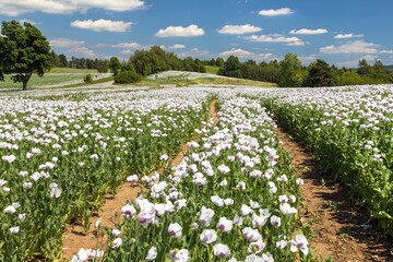flowering opium poppy field in Latin papaver somniferum - obrazy, fototapety, plakaty