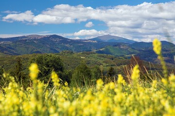 yellow flowering meadow and mount Kralova Hola - 754821863