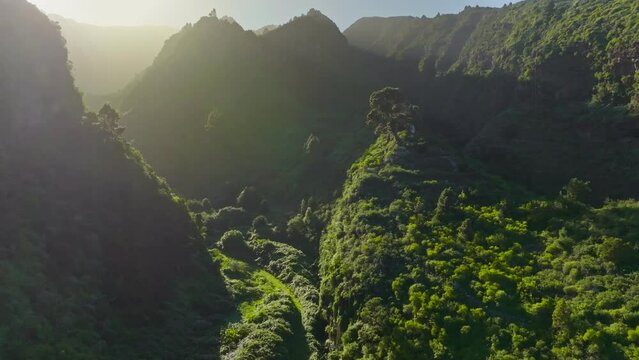 Flying in the green mountains of La Palma island at sunset. Lush pine trees in the mountains with warm setting sun. Nature of Canary island of La Palma. 