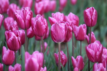 A field of purple tulips with the word tulips on the top. Emirgan Grove Istanbul.