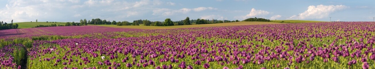 Flowering opium poppy field, in Latin papaver somniferum - obrazy, fototapety, plakaty