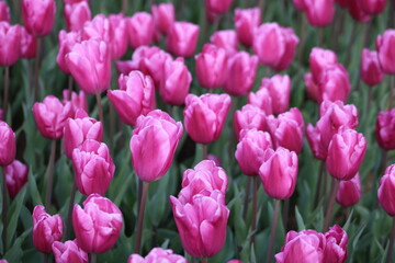 Fototapeta premium A field of purple tulips with the word tulips on the top. Emirgan Grove Istanbul.
