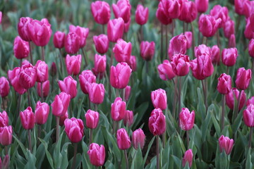 A field of purple tulips with the word tulips on the top. Emirgan Grove Istanbul.