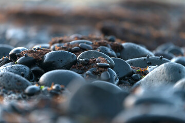 Close-up of the black pebbles on the moss-covered beach