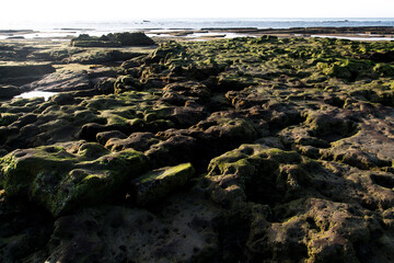 View of the moss-covered beach