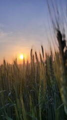 Wheat field at sunset. Wheat spikelets in field against sun