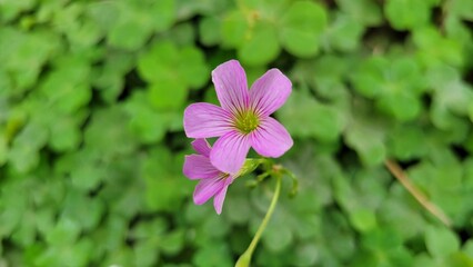 Closeup of pink flowers in the garden
