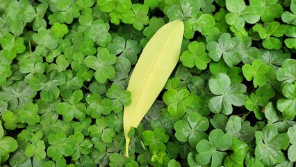 Yellow leaf on green natural background
