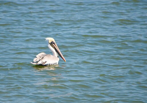 Pelican swimming n salt marsh.