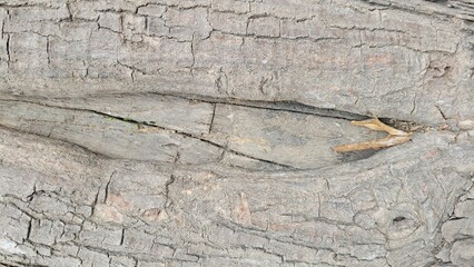 Embossed texture of the bark of tree. Nature wooden texture