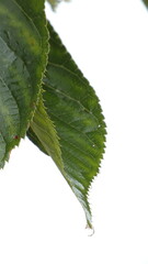 leaf isolated on white