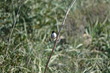 male Sardinian warbler (Curruca melanocephala)