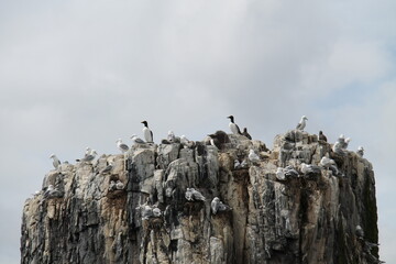 A Collection of Seabirds Standing on a High Coastal Cliff.