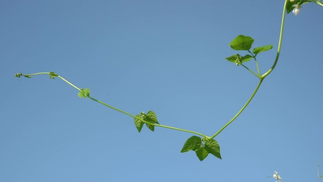 beanstalks growing to the sky, bean vine grows against the background of the blue sky