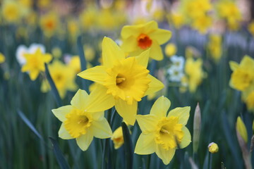 Fototapeta premium Narcissus is a genus of predominantly spring flowering perennial plants of the amaryllis family, Amaryllidaceae.