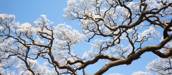Fototapeta na wymiar The image showcases the sprawling branches of a white oak tree reaching towards the sky, set against a vibrant blue backdrop. The intricate network of branches creates a striking contrast against the