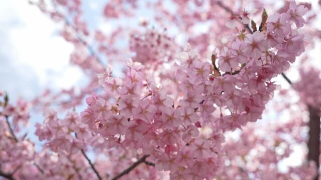 Pink cherry blooming against bright sunrise blue sky. Cherry branch with flowers in spring bloom.