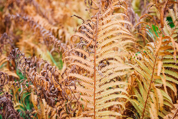 Magnificent golden Bracken Fern (Pteridium aquilinum) leaf with autumn colors in a wild forest. Natural yellow-brown natural autumn background and texture