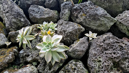This photo was taken on February 25, 2024, in Jeju, South Korea. There are succulents between the stone walls.