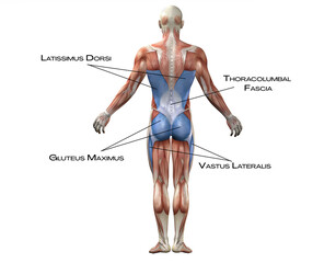 Bac k Functional Line - latissimus dorsi, gluteus maximus, vastus lateralis