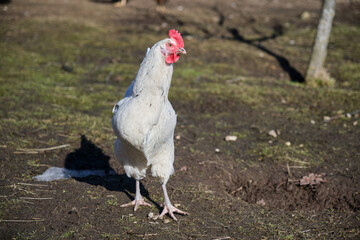 Happy poultry on a free range farm on a sunny spring day in Skaraborg Sweden