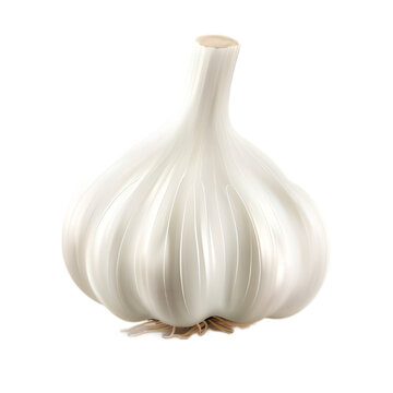 white garlic bulb isolated on transparent background