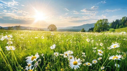 Beautiful spring and summer natural panoramic pastoral landscape with blooming field of daisies in the grass in the hilly countryside.