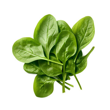 close up of fresh baby spinach leaves on transparent background	