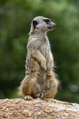 Naklejka na ściany i meble meerkat on the lookout at Werribee Open Range Zoo