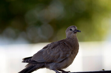 pigeon on the fence with green background