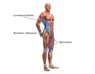 Ypsilateral Functional Line - latissimus dorsi, external obliqeus, sartorius