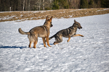 Beautiful German Shepherd dogs playing on a snowy meadow on a sunny winter day in Skaraborg Sweden