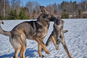 Beautiful German Shepherd dogs playing on a snowy meadow on a sunny winter day in Skaraborg Sweden