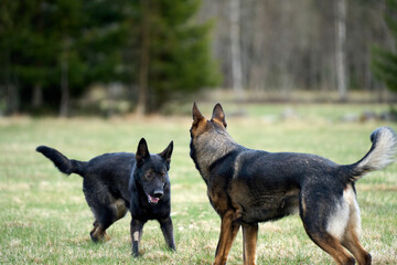 Beautiful German Shepherd dogs playing in a meadow on a sunny spring day in Skaraborg Sweden