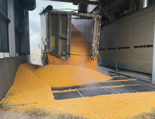 Corn grain is poured from a truck into a silo. Wholesale trade in grain