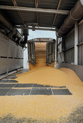 Grain delivery under blockade. Corn grain is poured from a truck into a silo.