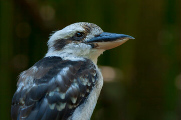 Close-Up portrait of Laughing Kookaburra in a zoo. Dacelo novaeguineae,  Laughing kookaburra. A single, Laughing Kookaburra standing on a branch. 