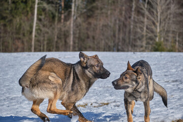 Beautiful German Shepherd dogs playing on a snowy meadow on a sunny winter day in Skaraborg Sweden