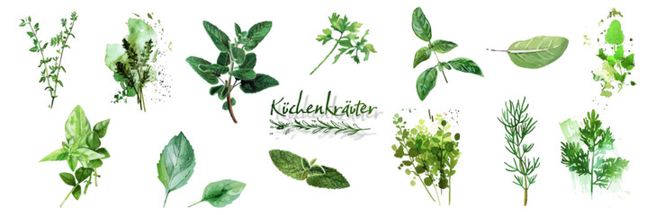 Culinary herbs - iconset of herbs and plants for cooking and seasoning dishes. Arugula, dill, basil, coriander and rosemary. Vectors for menu card, cooking classes or packaging design. - obrazy, fototapety, plakaty