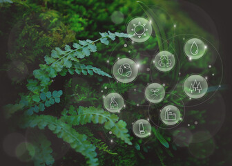 シダや苔の生えた石の上に浮かぶアイコン：エコロジー、環境保護、森林保護、グリーンエネルギー